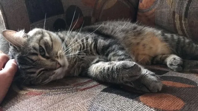 Lost cat in Shawnee, KS, 66226