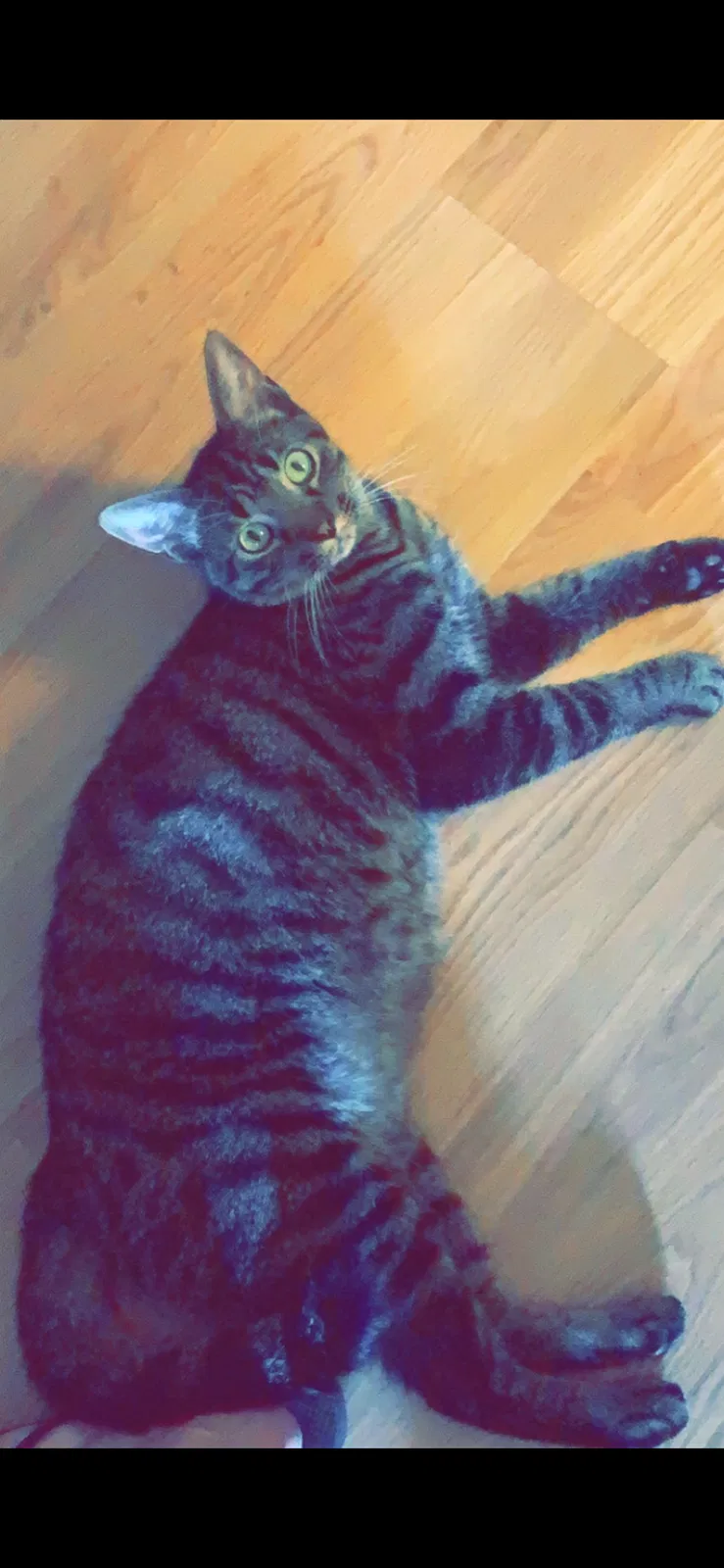 Lost cat in O Fallon, MO, 63366