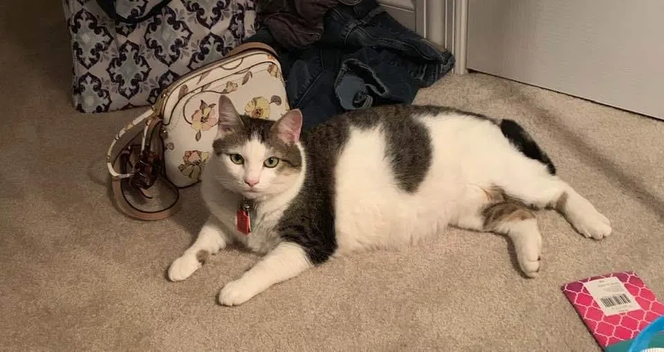 Lost cat in Huntsville, AL, 35803
