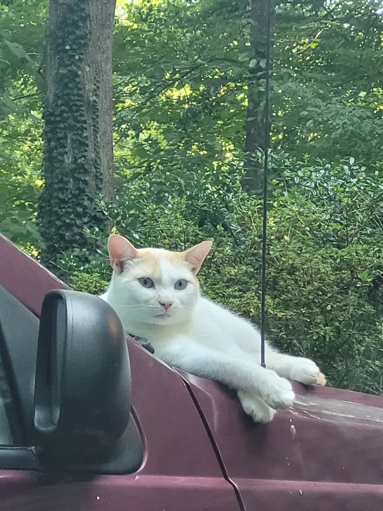 Lost cat in Pfafftown, NC, 27040