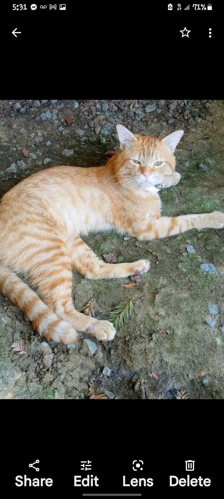 Lost cat in Bakersfield, CA, 93308