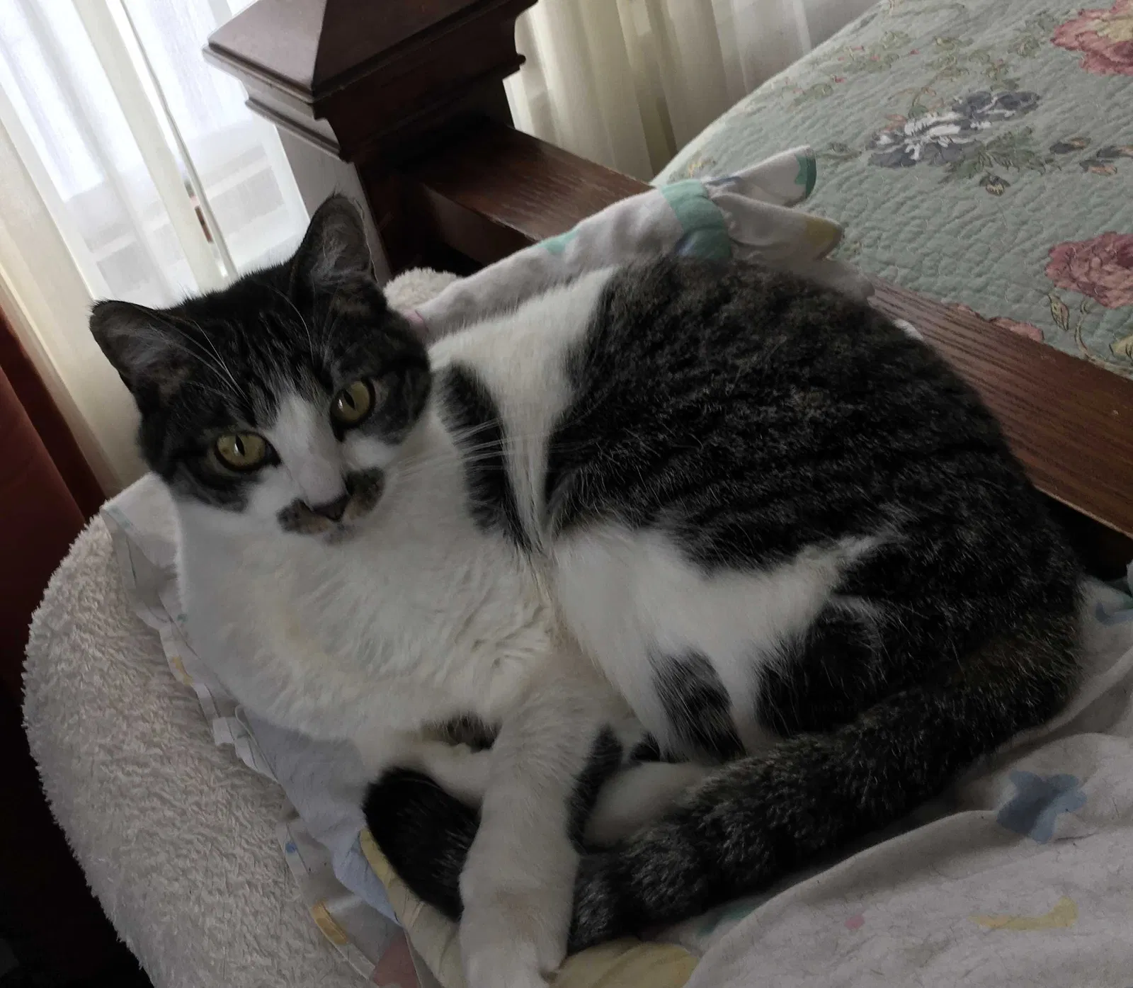 Lost cat in Wichita, KS, 67217