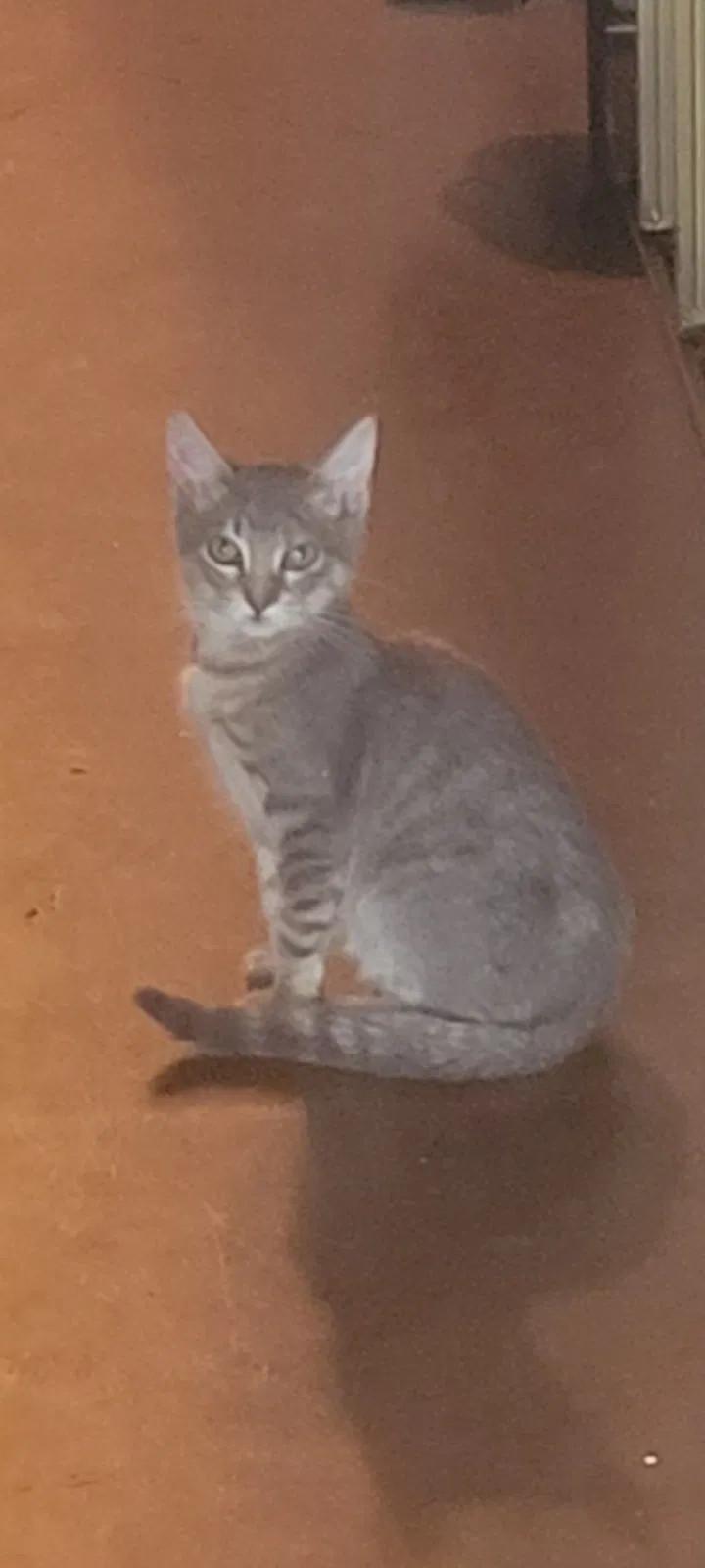 Lost cat in Austin, TX, 78702