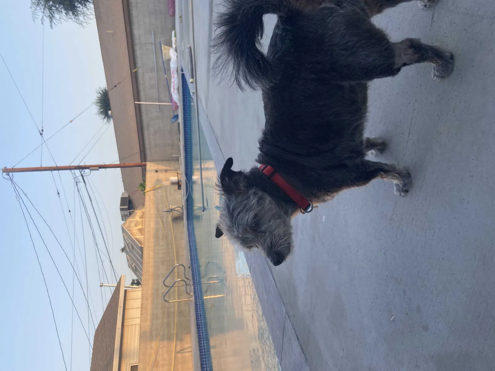 Lost dog in El Monte, CA, 91732