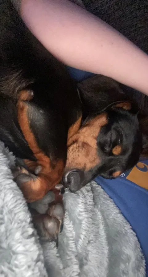 Lost dog in Pearland, TX, 77584