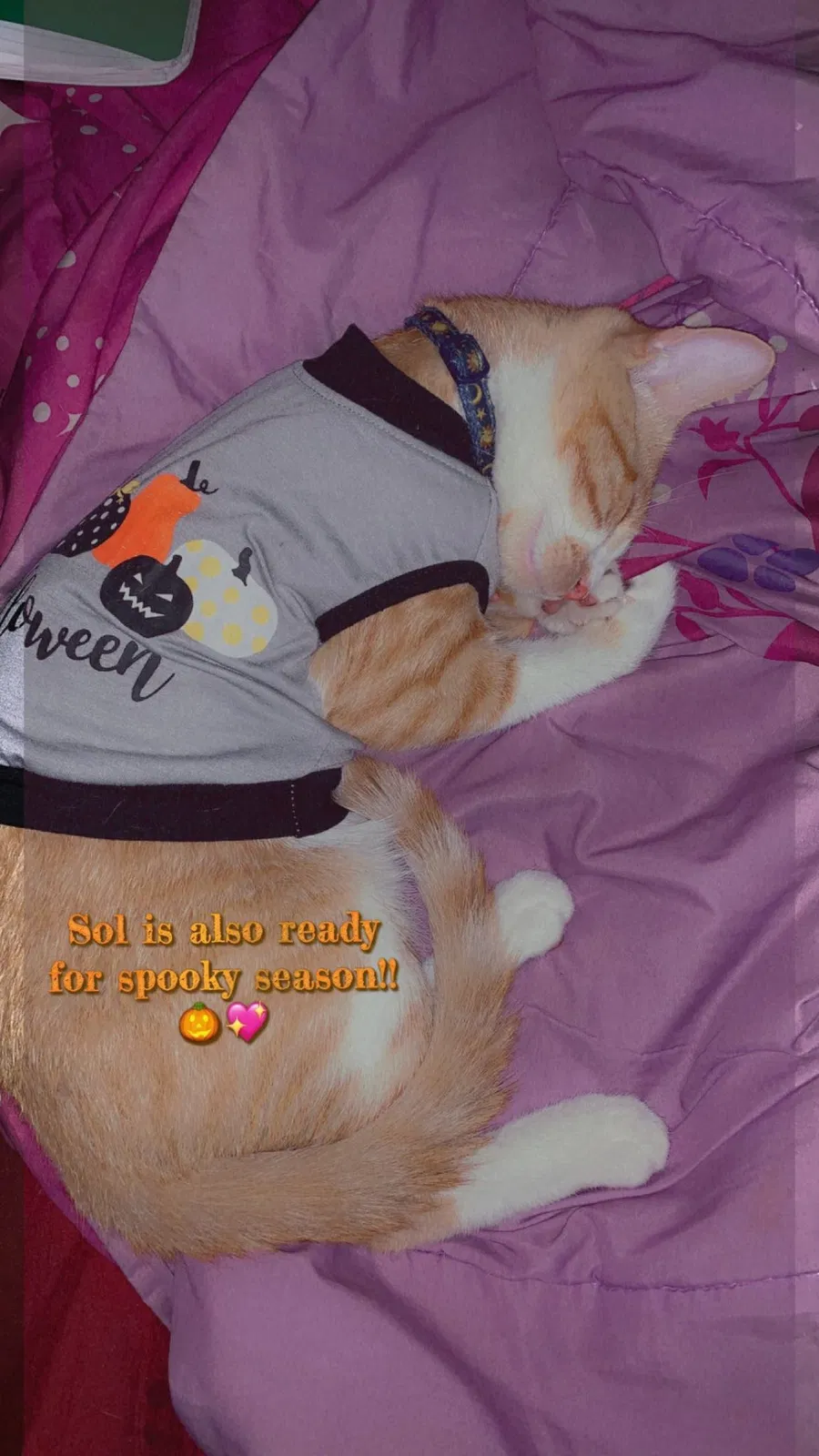 Lost cat in Murrieta, CA, 92563