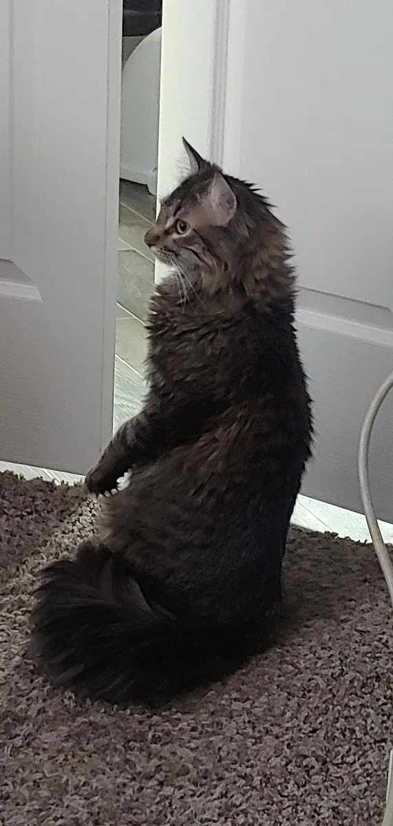 Lost cat in Arvada, CO, 80003
