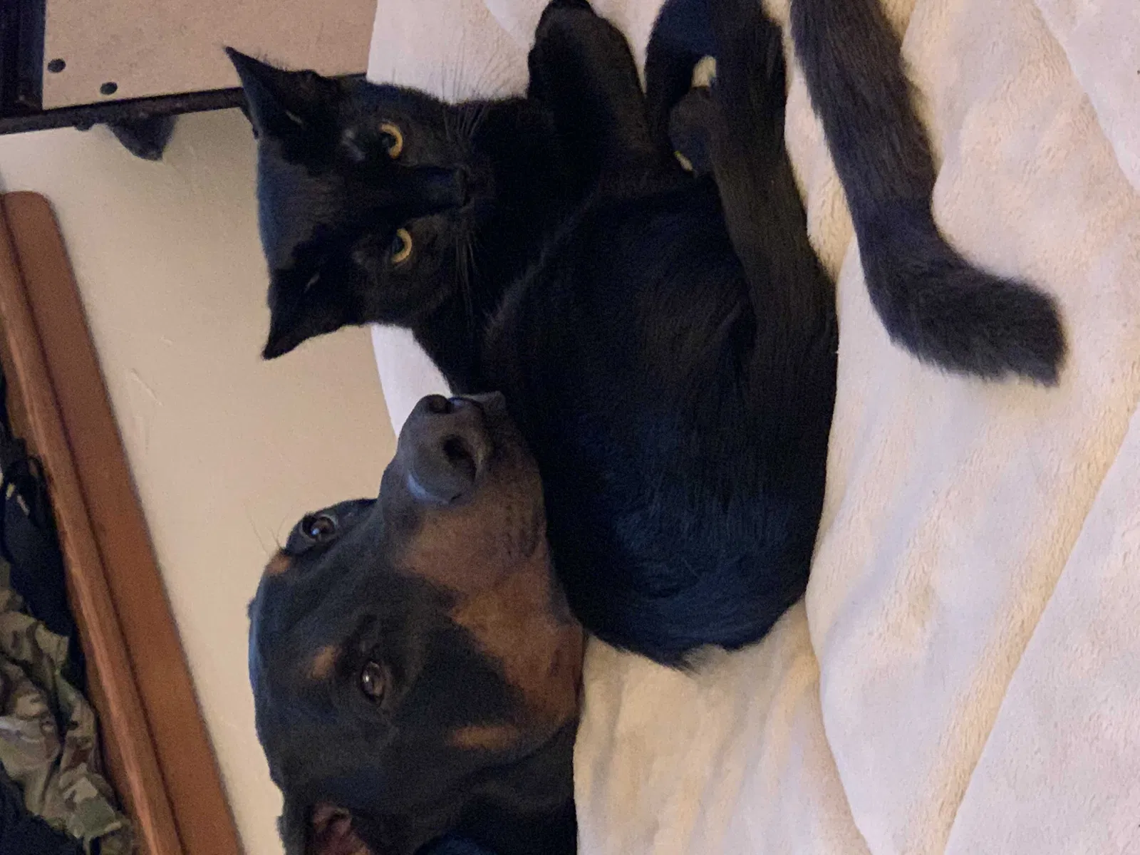 Lost cat in Chico, CA, 95926