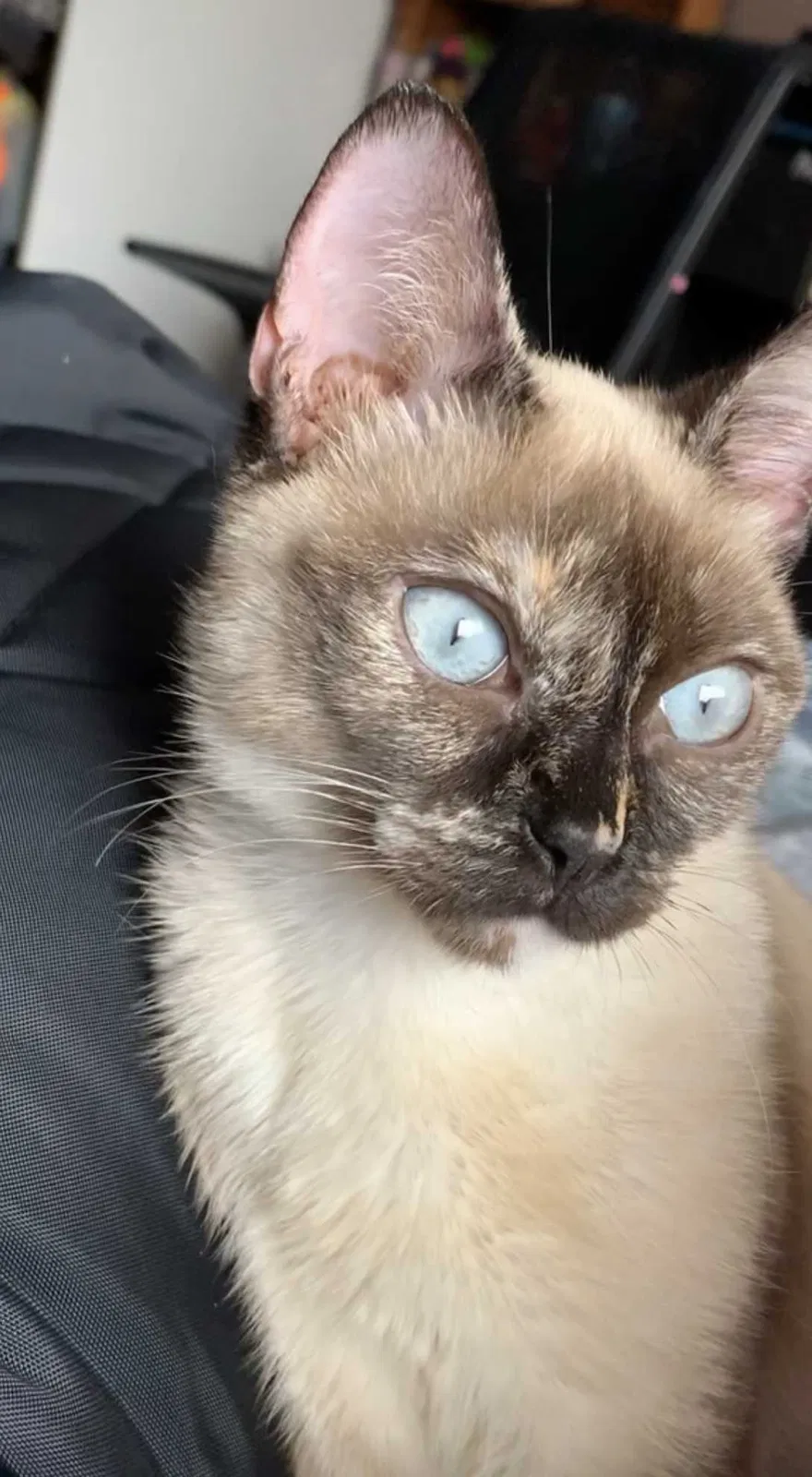 Lost cat in Houston, TX, 77084