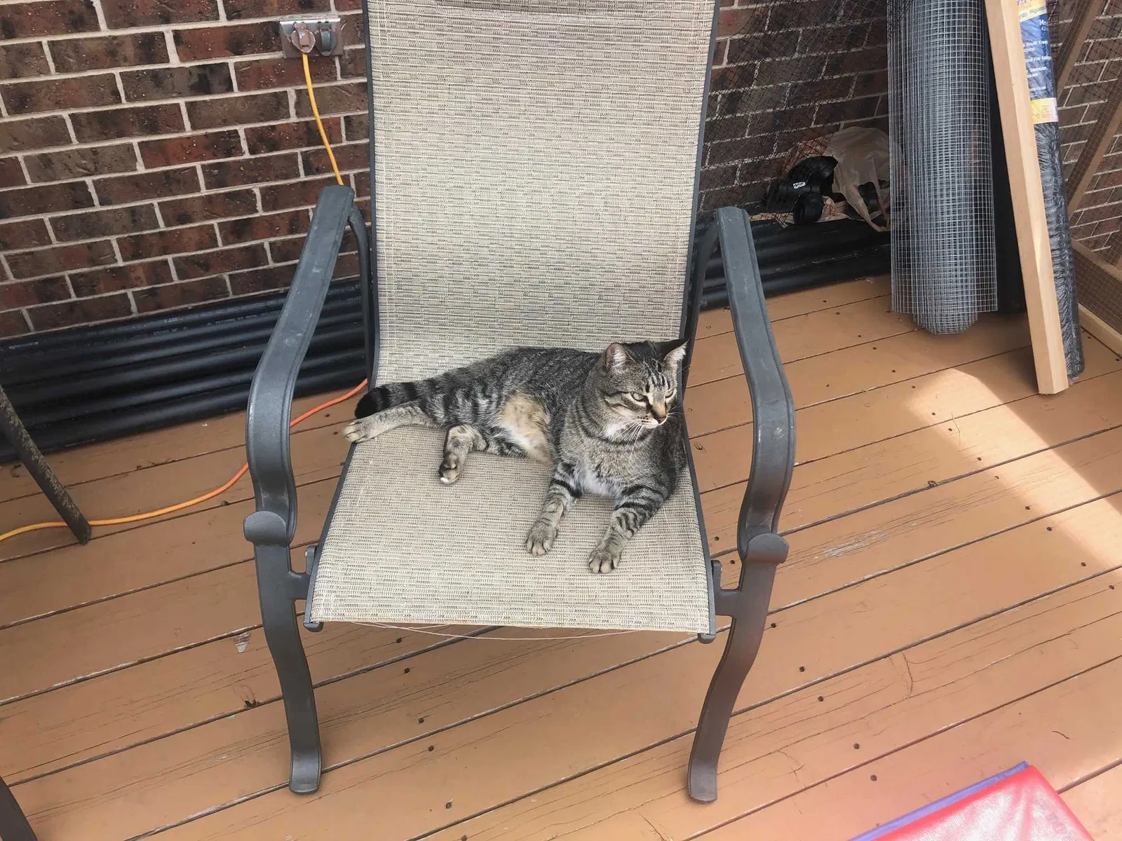 Lost cat in Denver, CO, 80232