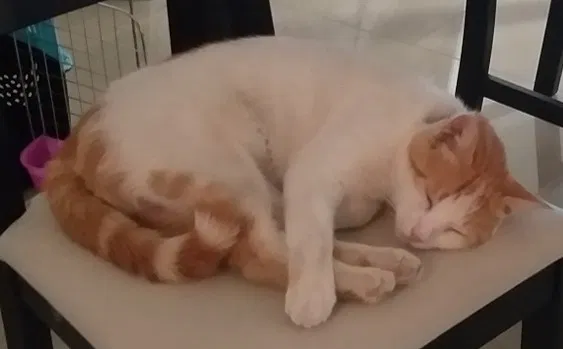 Lost cat in Allen, TX, 75002