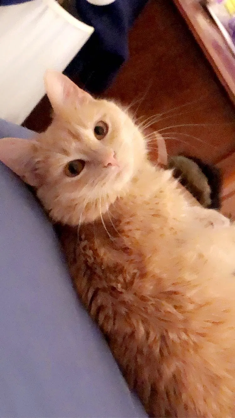Lost cat in Oklahoma City, OK, 73160