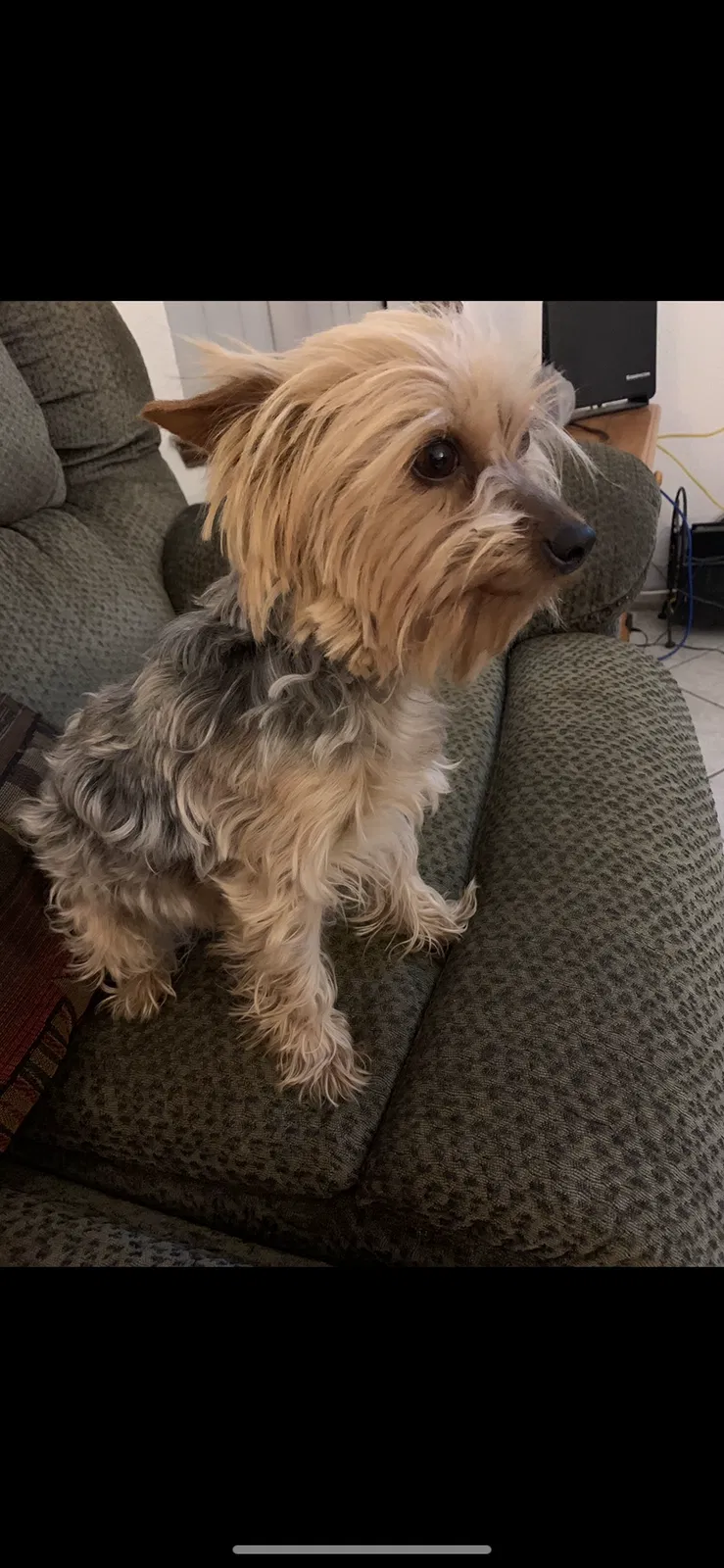 Lost dog in El Paso, TX, 79936