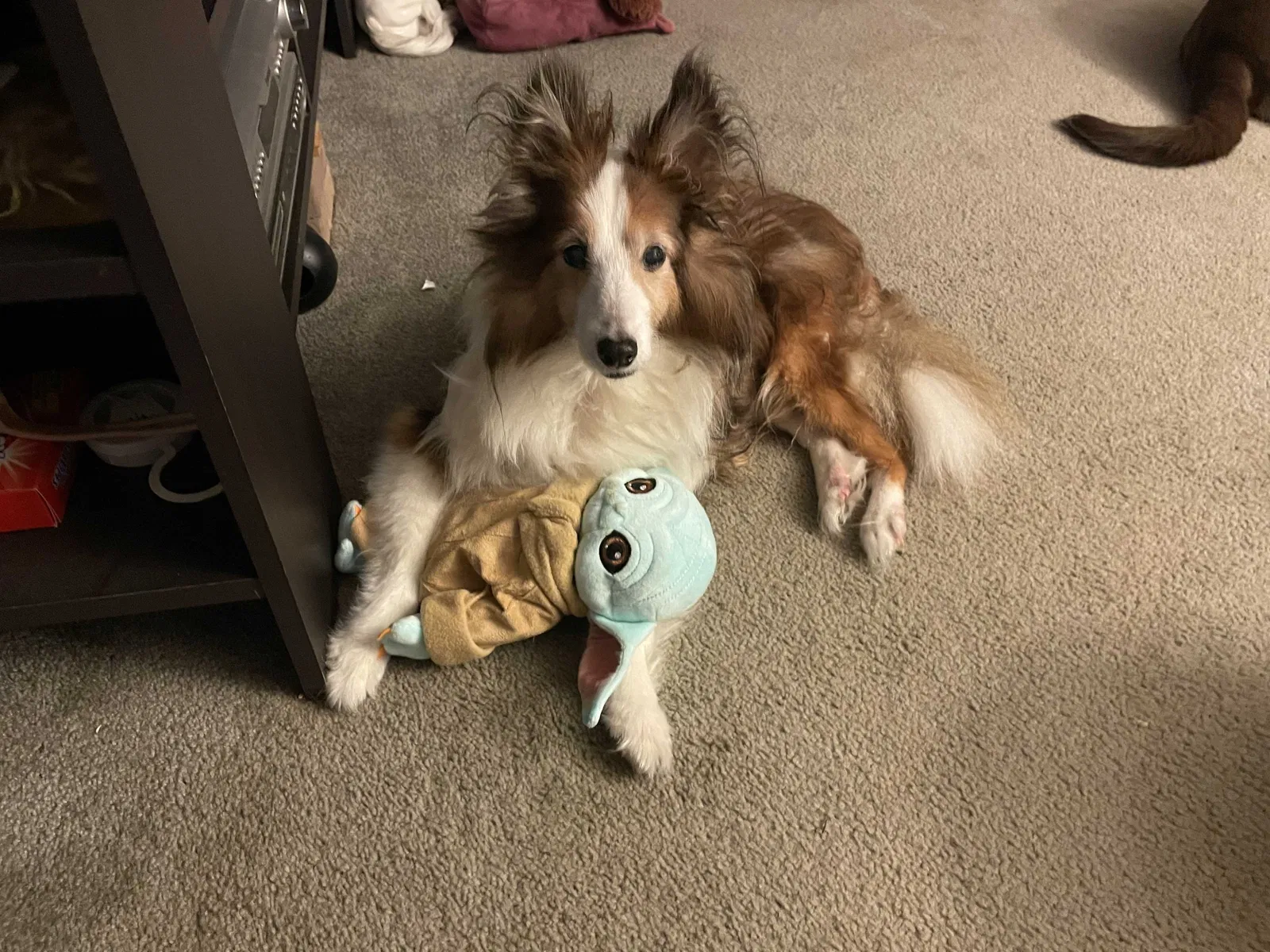 Lost dog in Glen Arm, MD, 21057