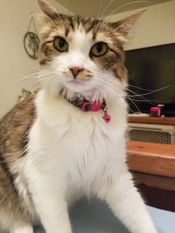 Lost cat in Tucson, AZ, 85710