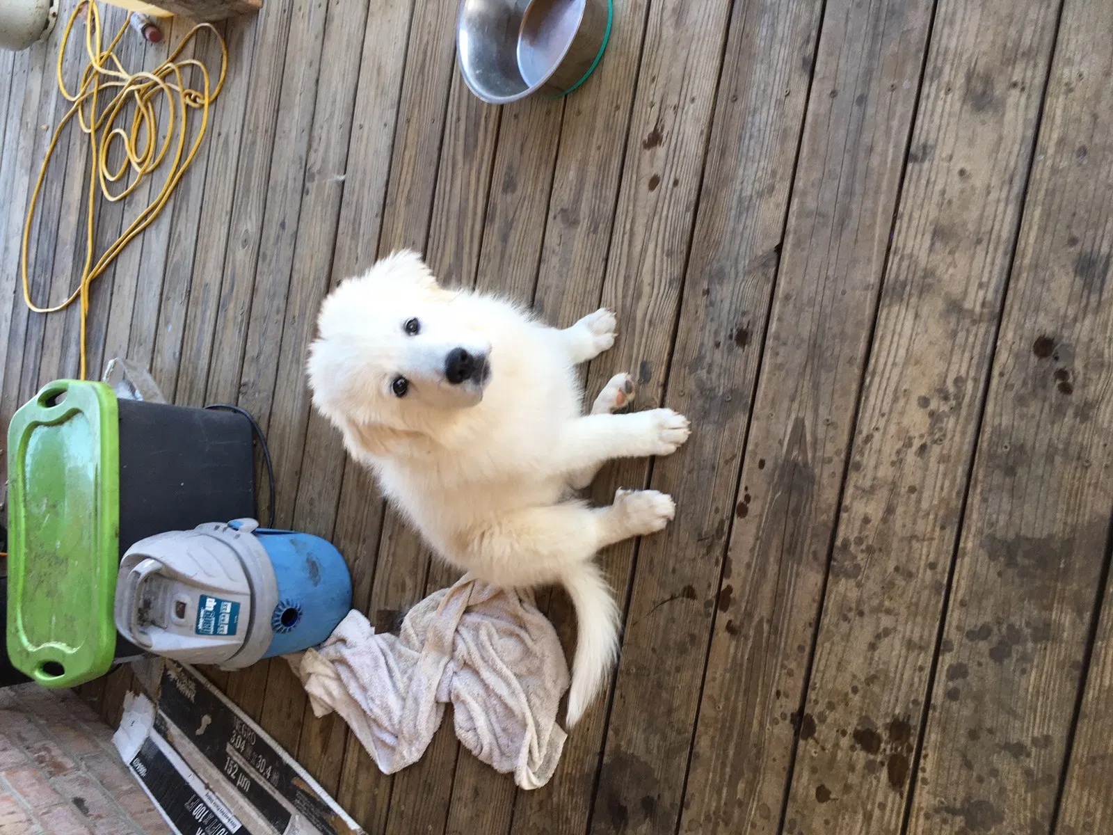 Lost dog in Sharon, SC, 29742
