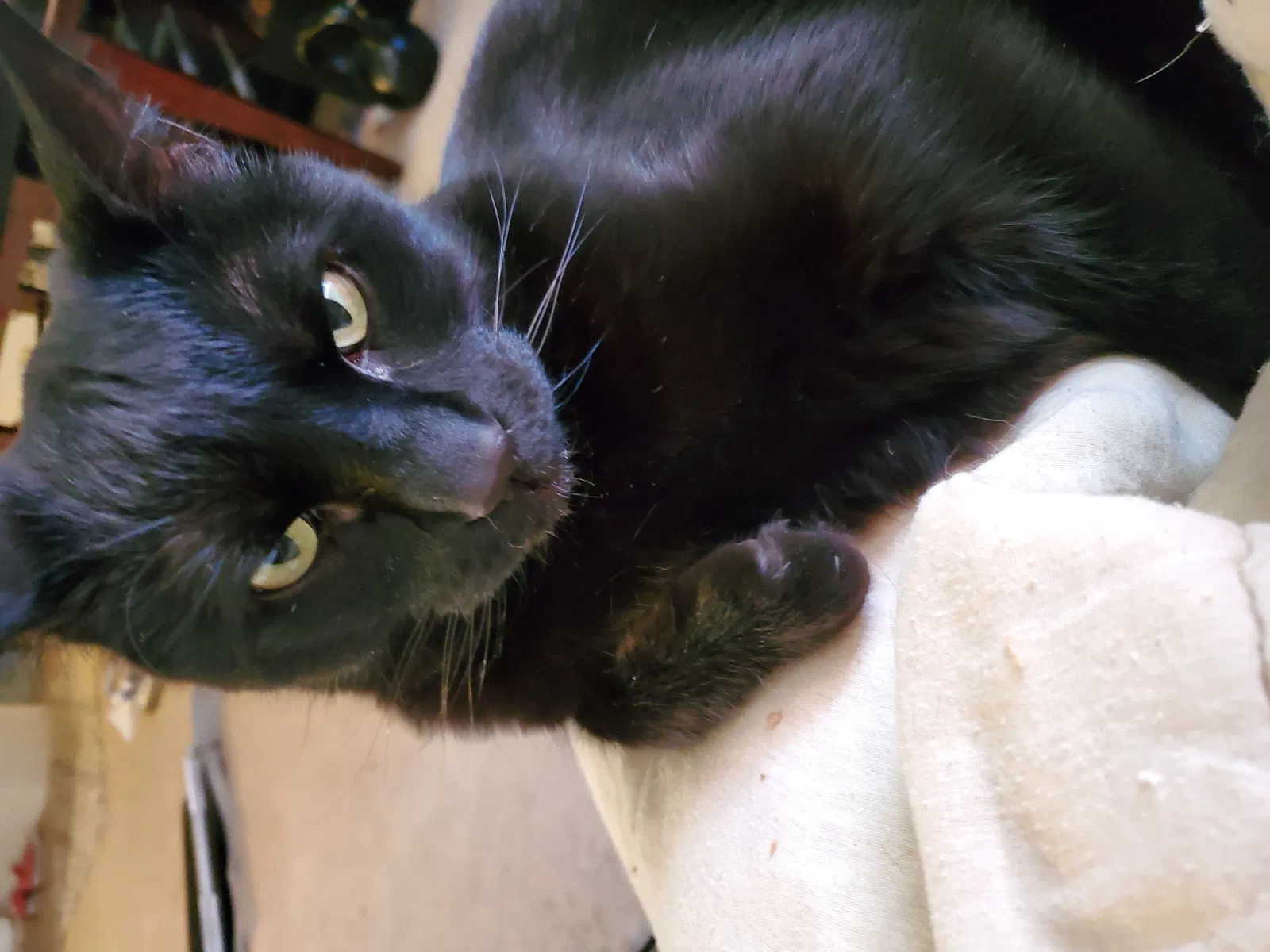 Lost cat in Rio Rancho, NM, 87124