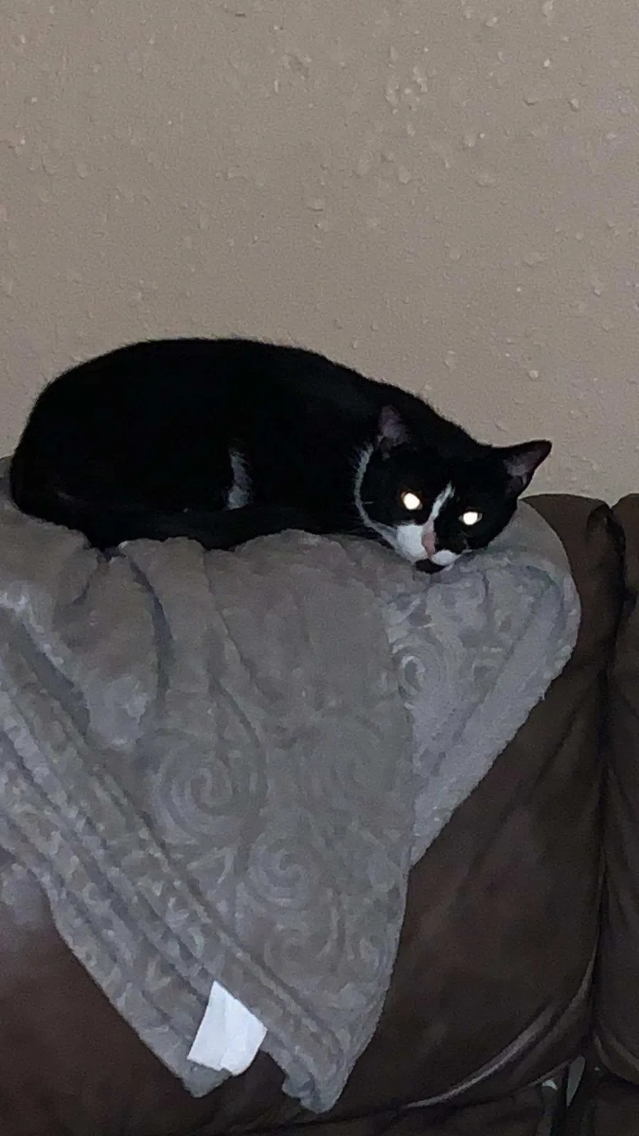 Lost cat in Port Saint Lucie, FL, 34953
