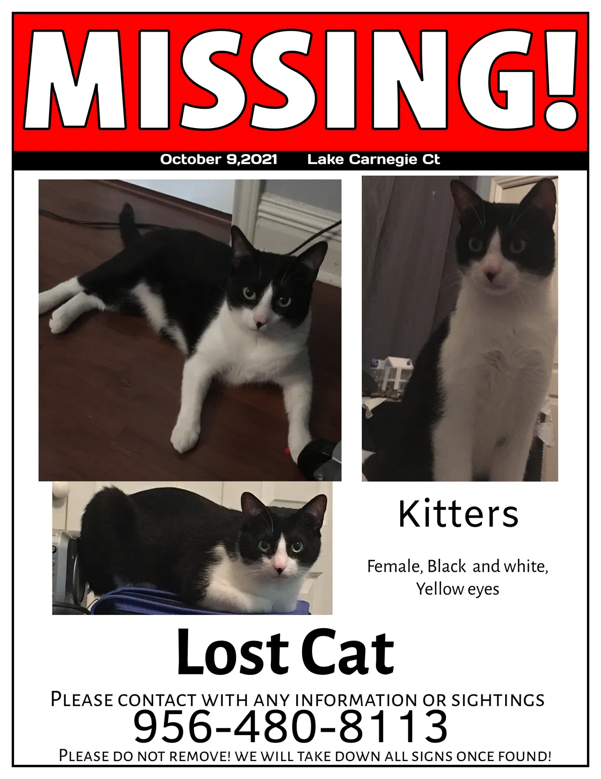 Lost cat in Unknown, TX, 0