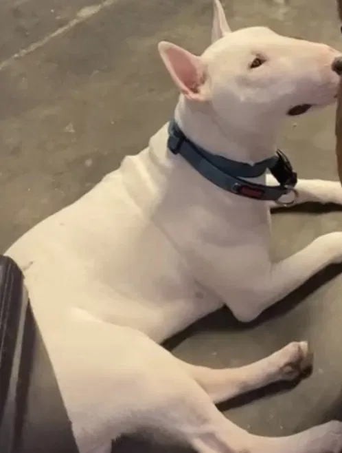 Lost dog in Lehigh Acres, FL, 33936