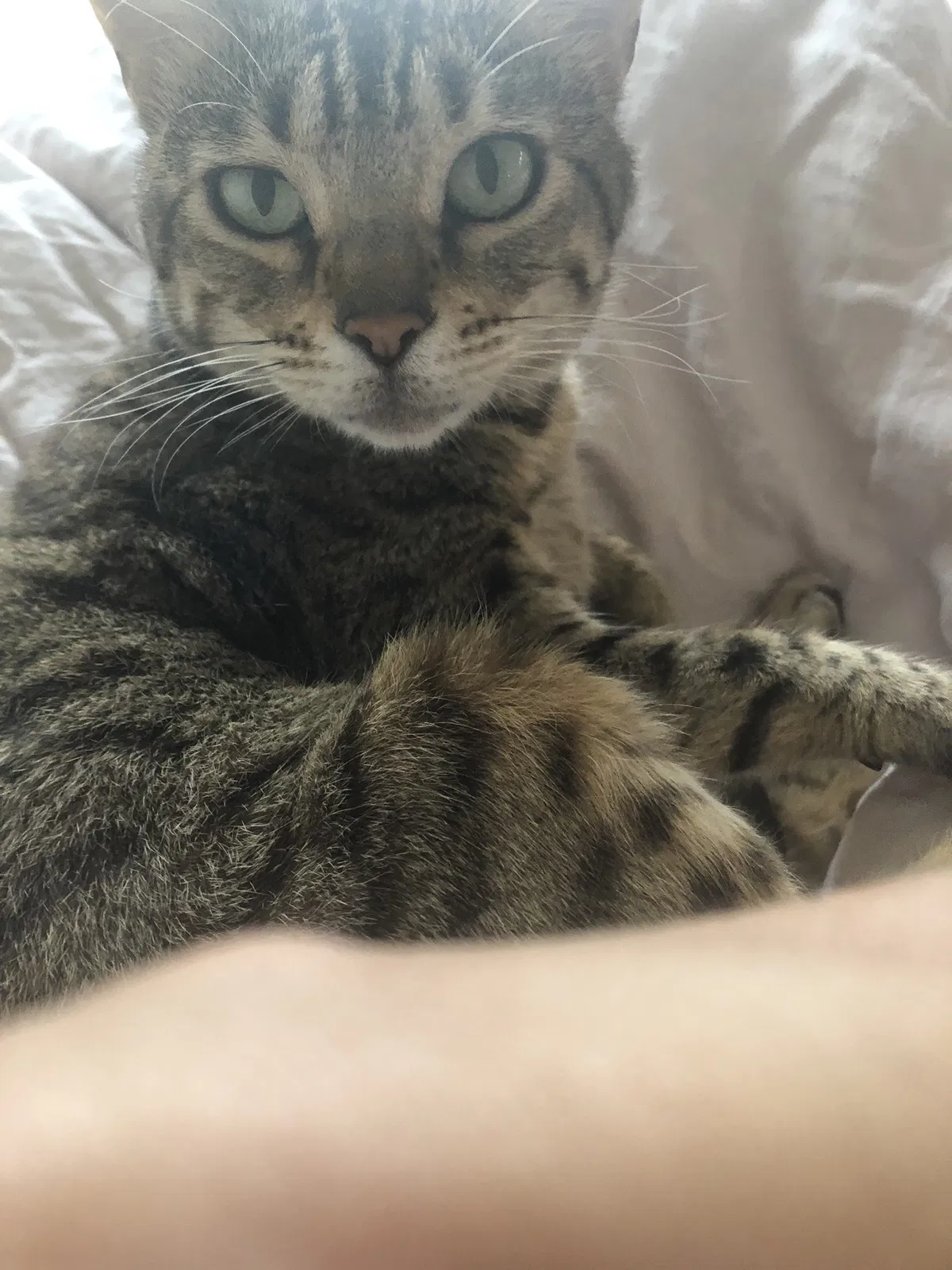 Lost cat in Ojai, CA, 93023