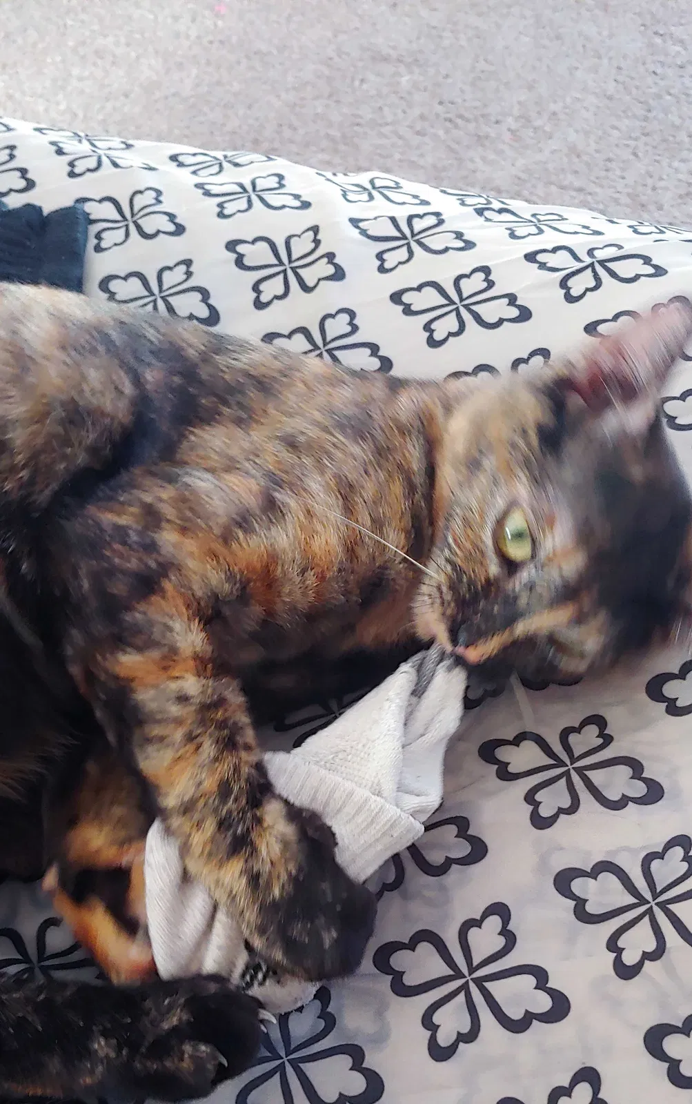 Lost cat in Denver, CO, 80231
