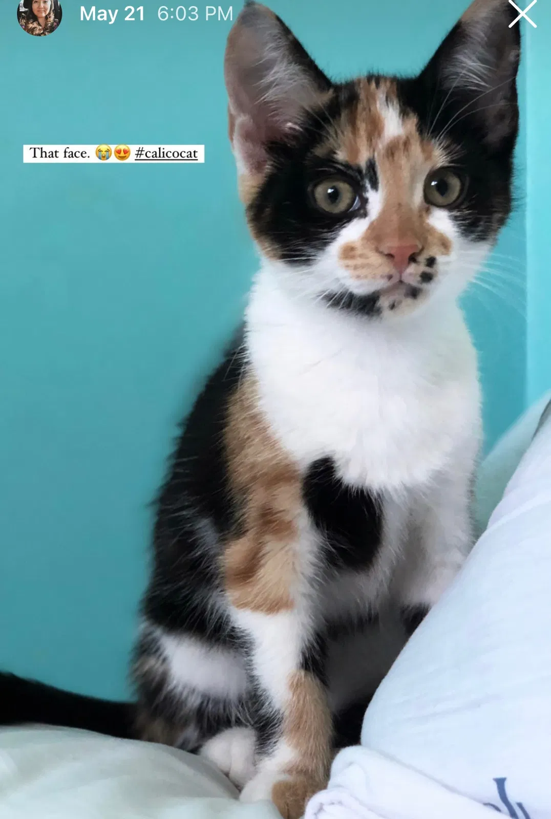 Lost cat in High Point, NC, 27265