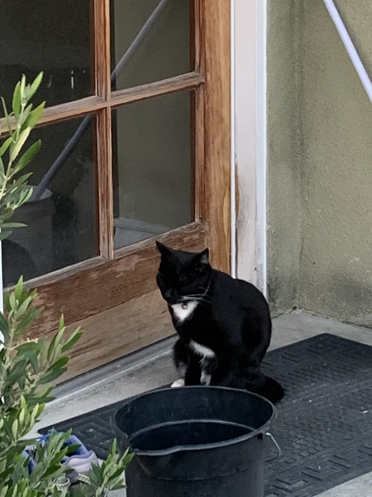 Lost cat in Gardena, CA, 90247
