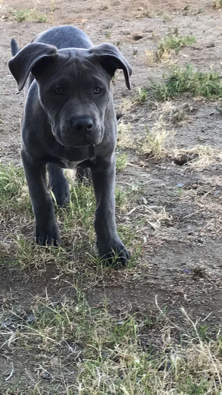 Lost dog in Escondido, CA, 92027