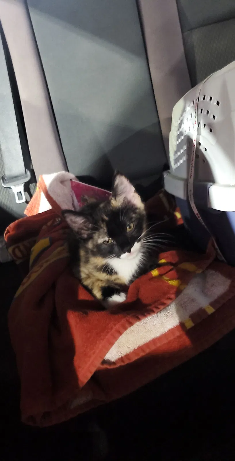 Lost cat in Bakersfield, CA, 93305