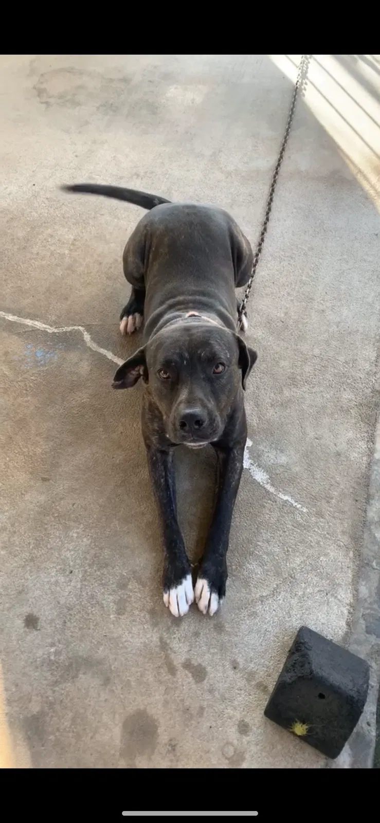 Lost dog in Kaneohe, HI, 96744