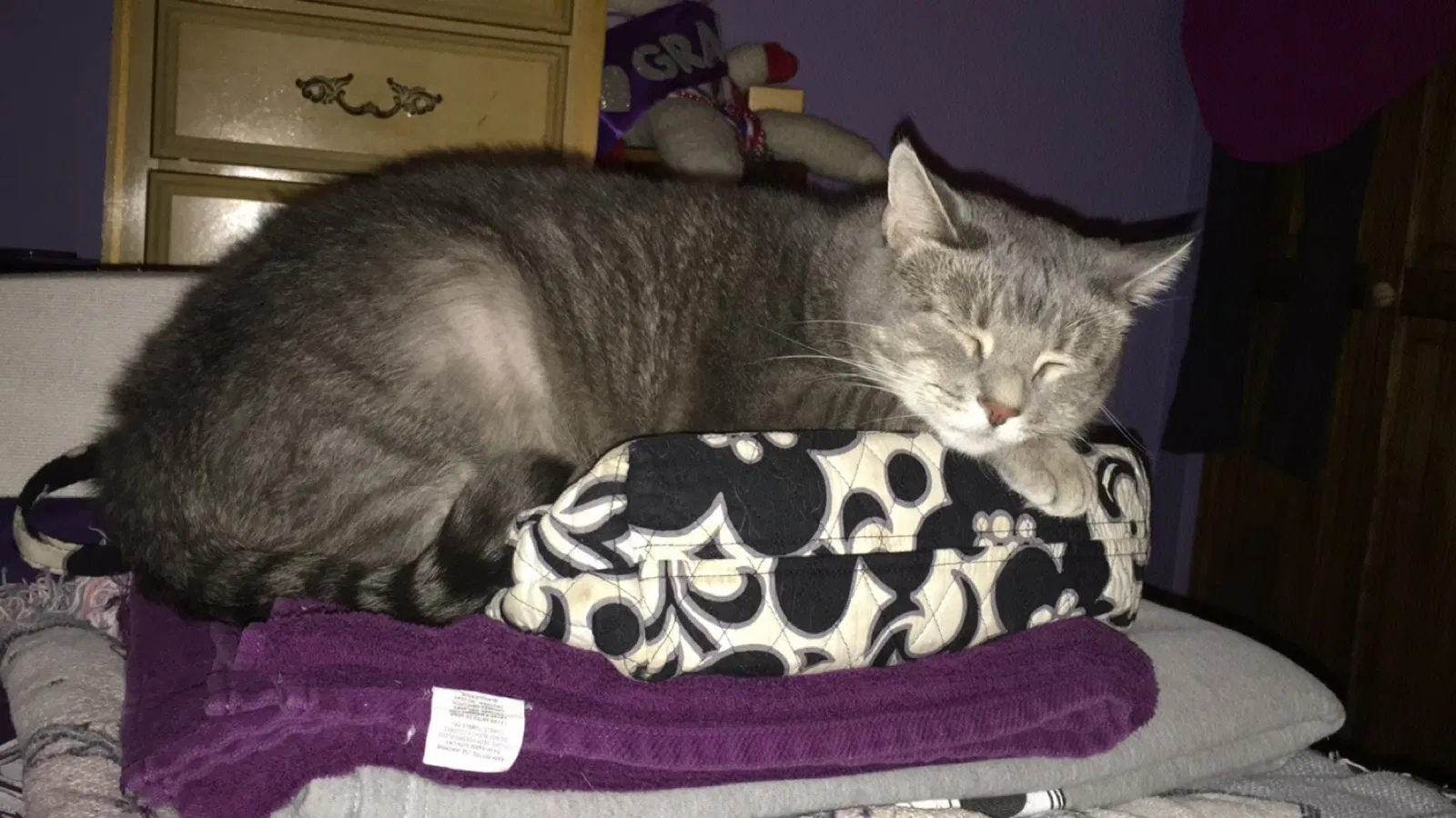 Lost cat in Bechtelsville, PA, 19505