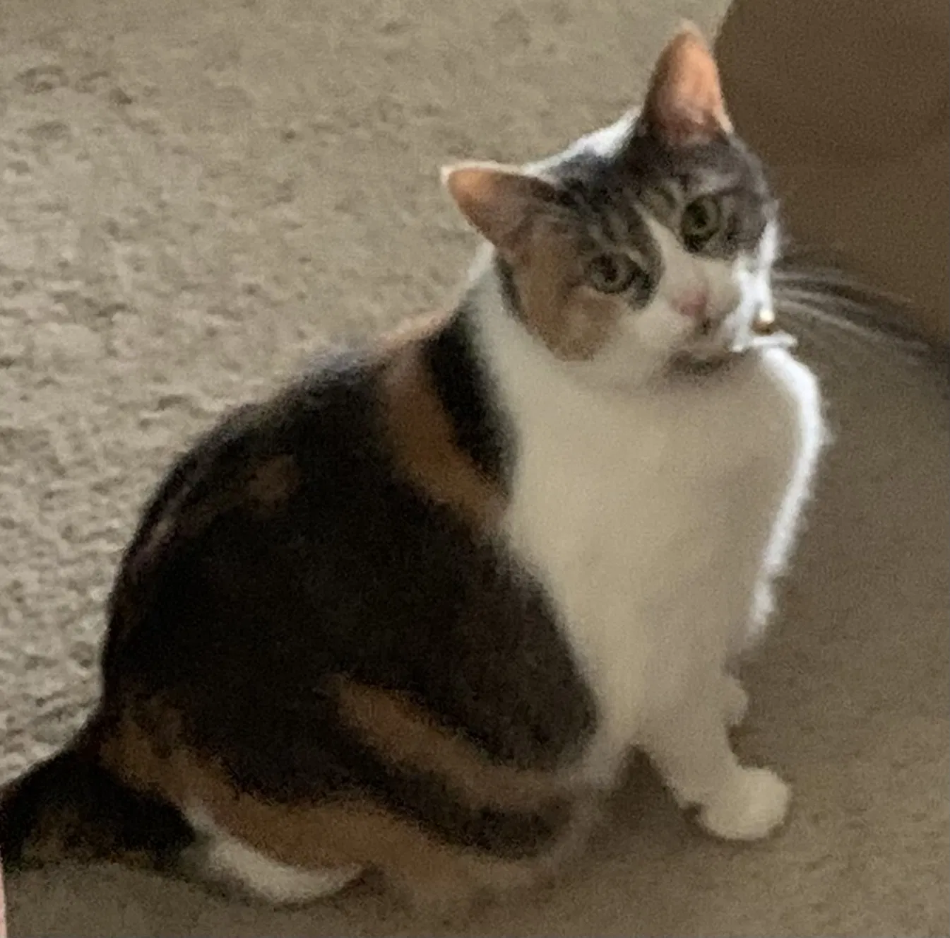 Lost cat in Oklahoma City, OK, 73159