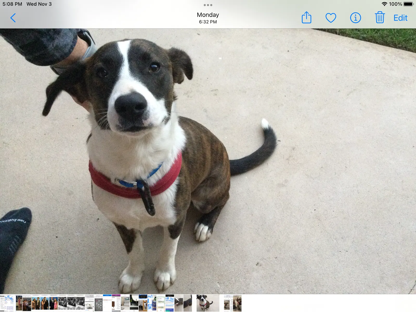 Found dog in Oklahoma City, OK, 73132
