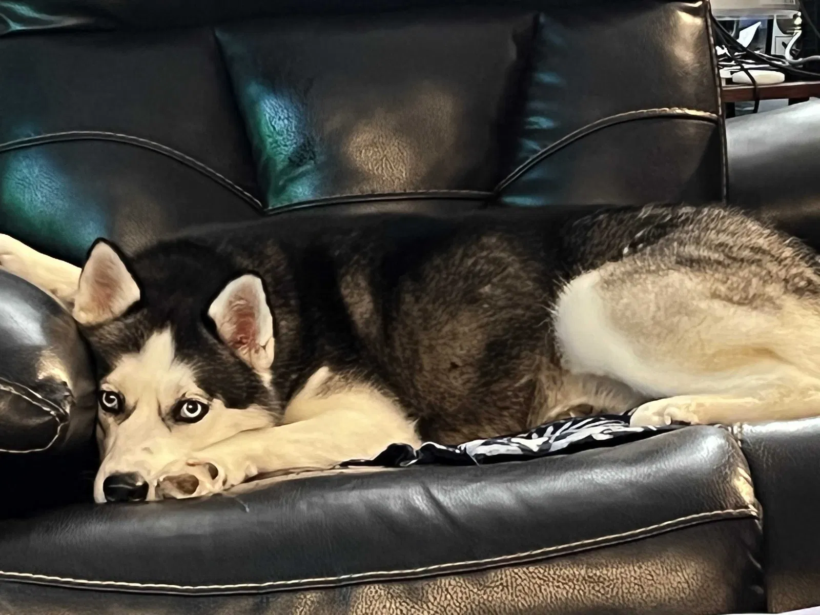 Found dog in Muncie, IN, 47304