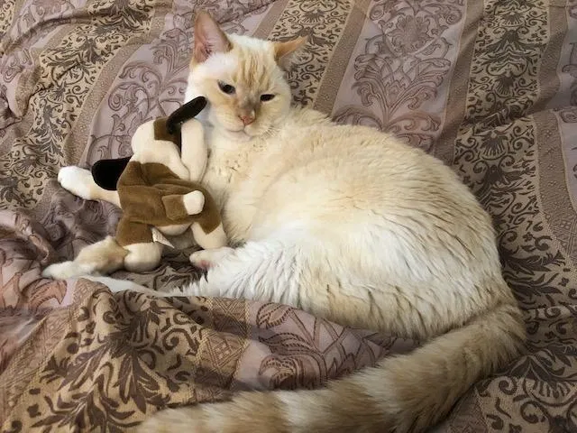 Lost cat in Beverly Hills, FL, 34465