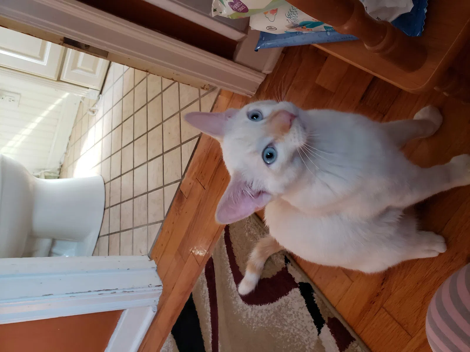 Lost cat in Holland, MI, 49423