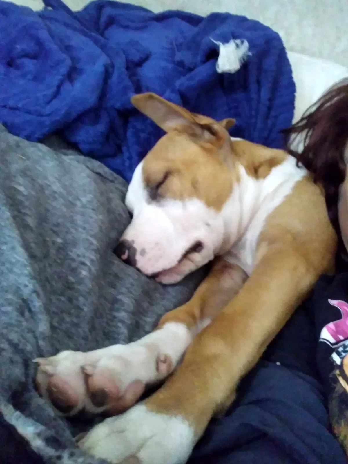 Lost dog in Milan, KS, 67105