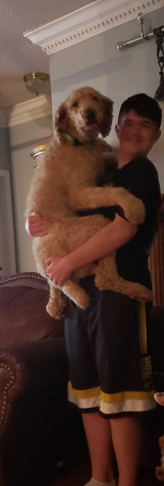 Lost dog in New Market, TN, 37820