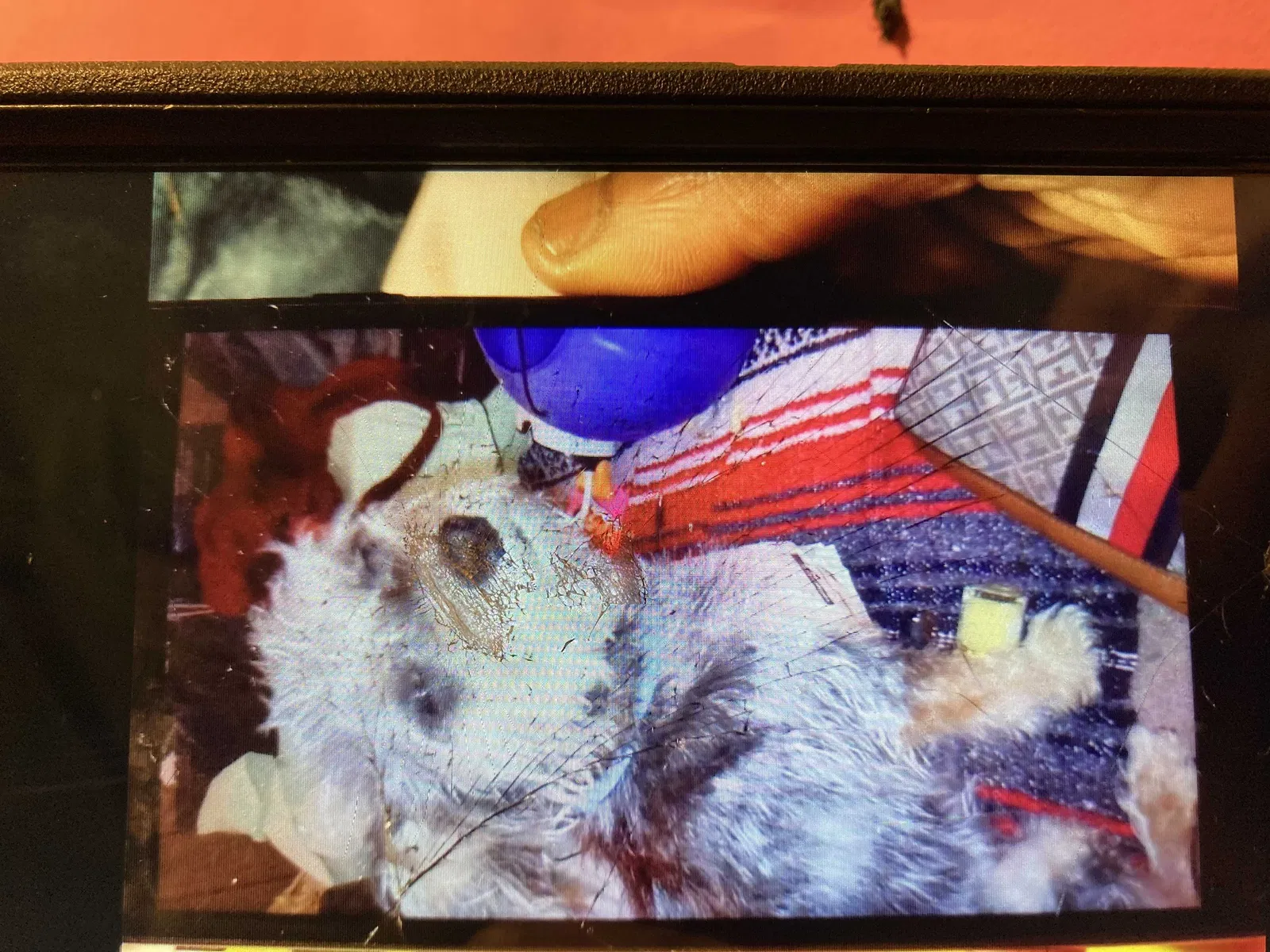 Lost dog in Council Bluffs, IA, 51503