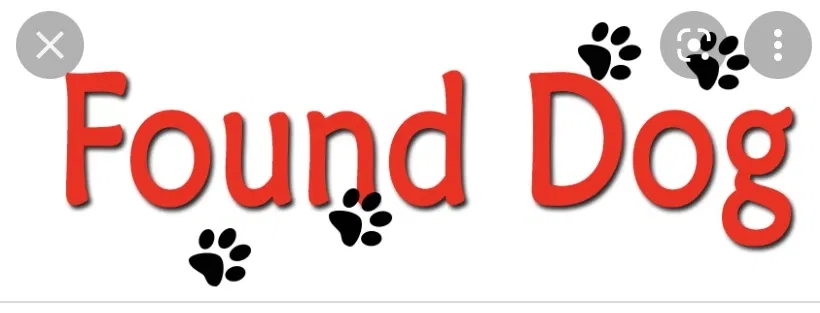 Found dog in Hazel Crest, IL, 60429