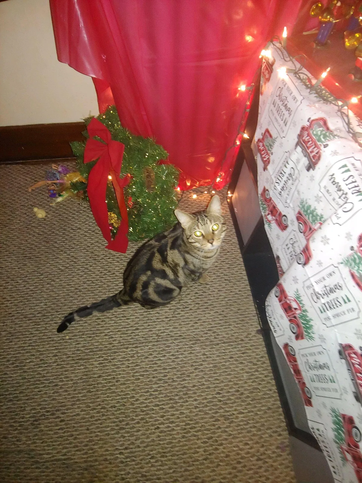 Lost cat in Jeannette, PA, 15644