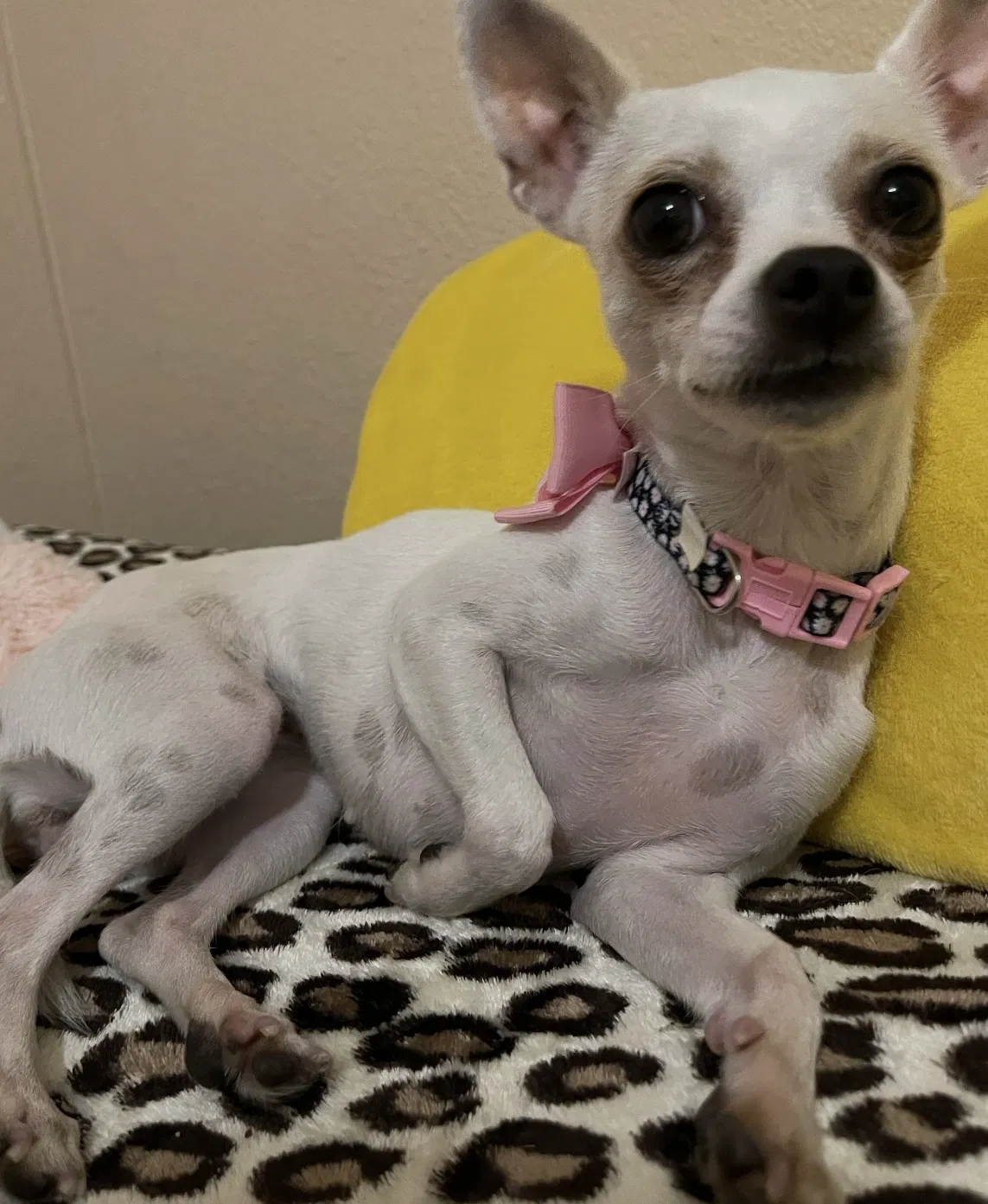 Lost dog in Fresno, CA, 93703