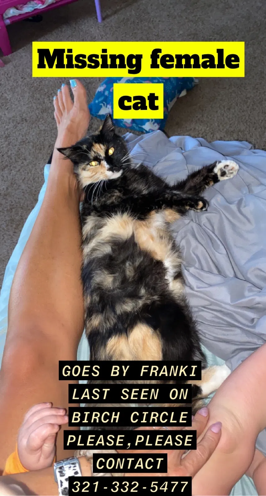 Lost cat in Auburn, AL, 36830
