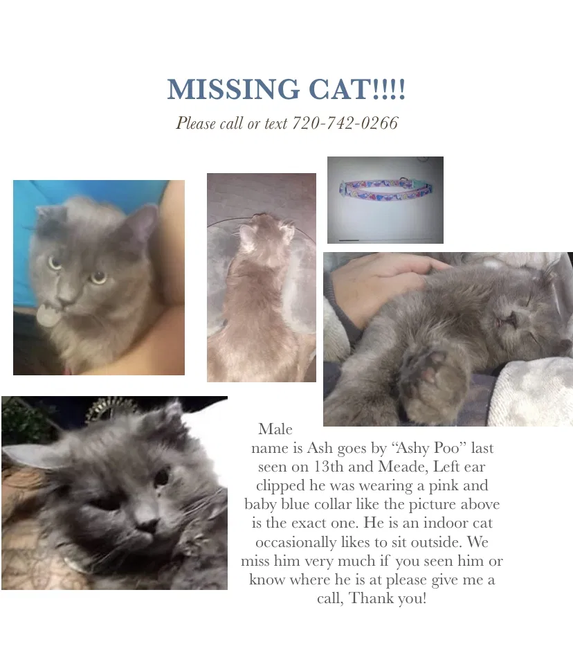 Lost cat in Denver, CO, 80204