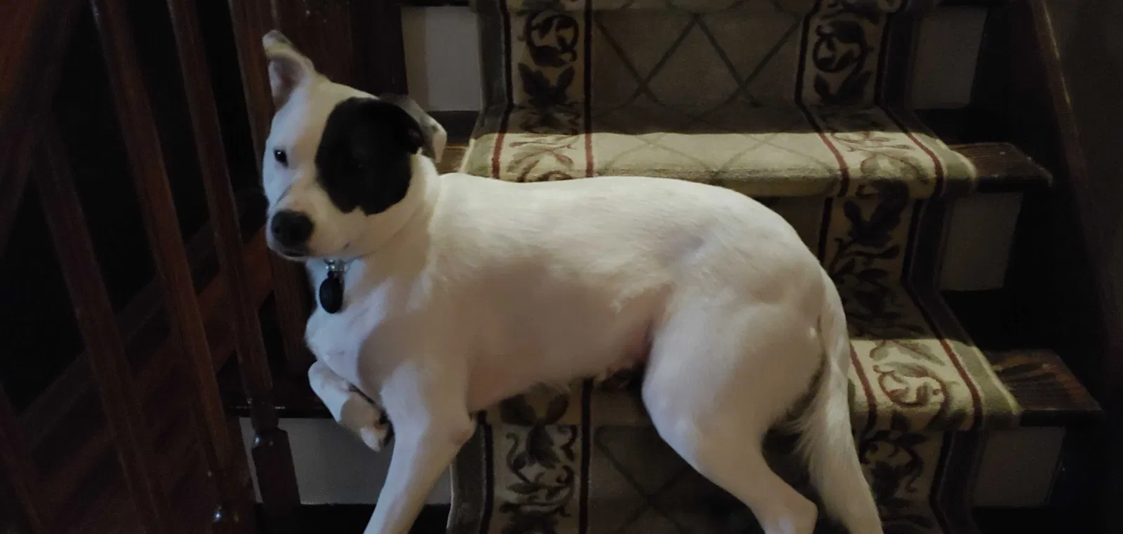 Lost dog in Fayetteville, NC, 28314