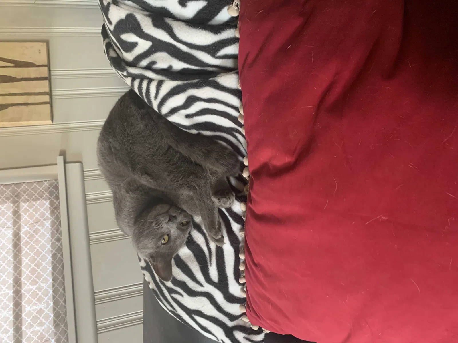 Lost cat in Lubbock, TX, 79416