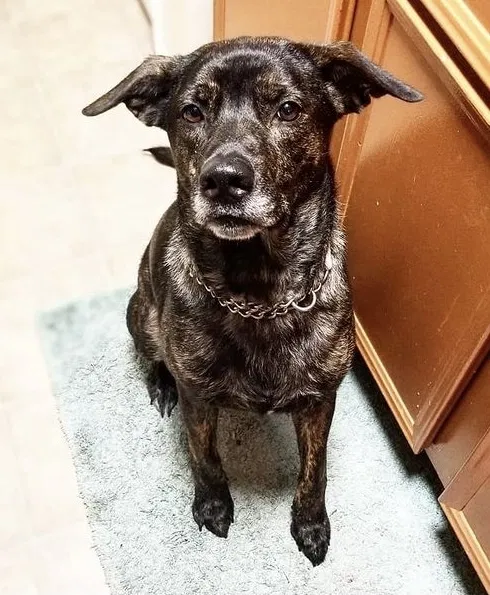 Lost dog in Mayflower, AR, 72106