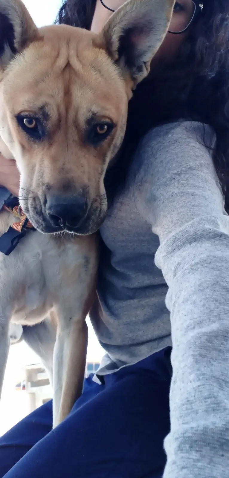 Lost dog in El Paso, TX, 79928