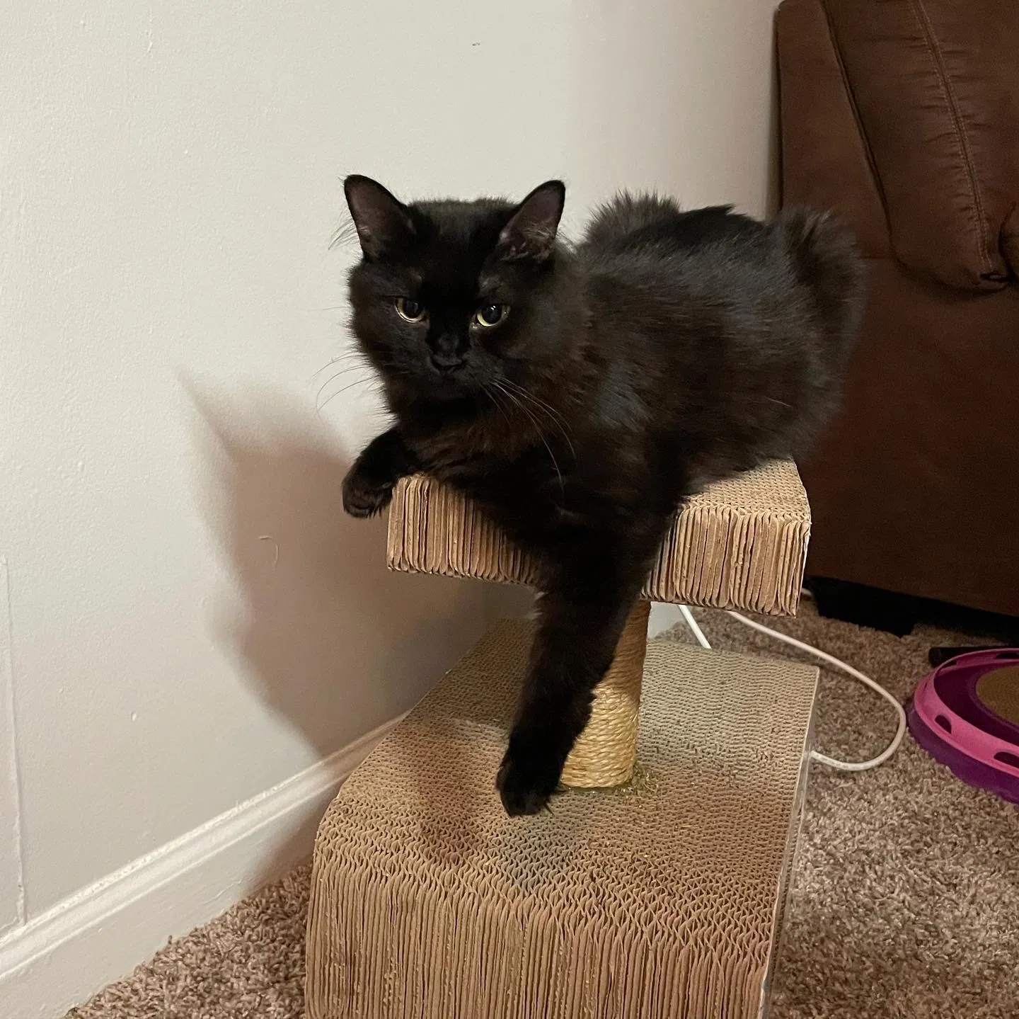 Lost cat in Carrboro, NC, 27510